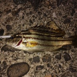 アジングでガシラ